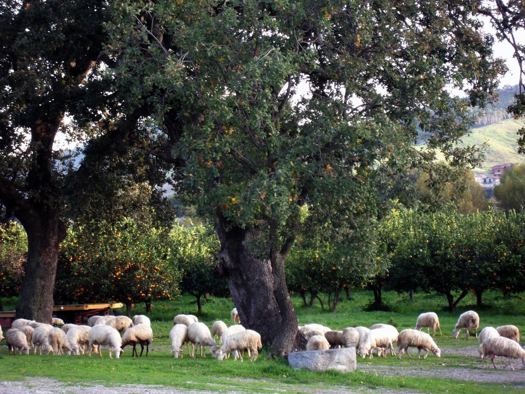Barone Gr Macri Agriturismo Modi ジェラーチェ エクステリア 写真